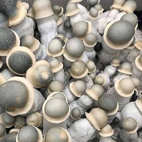Albino Penis Envy Mushroom Spores - Sacred Mushroom Spores
