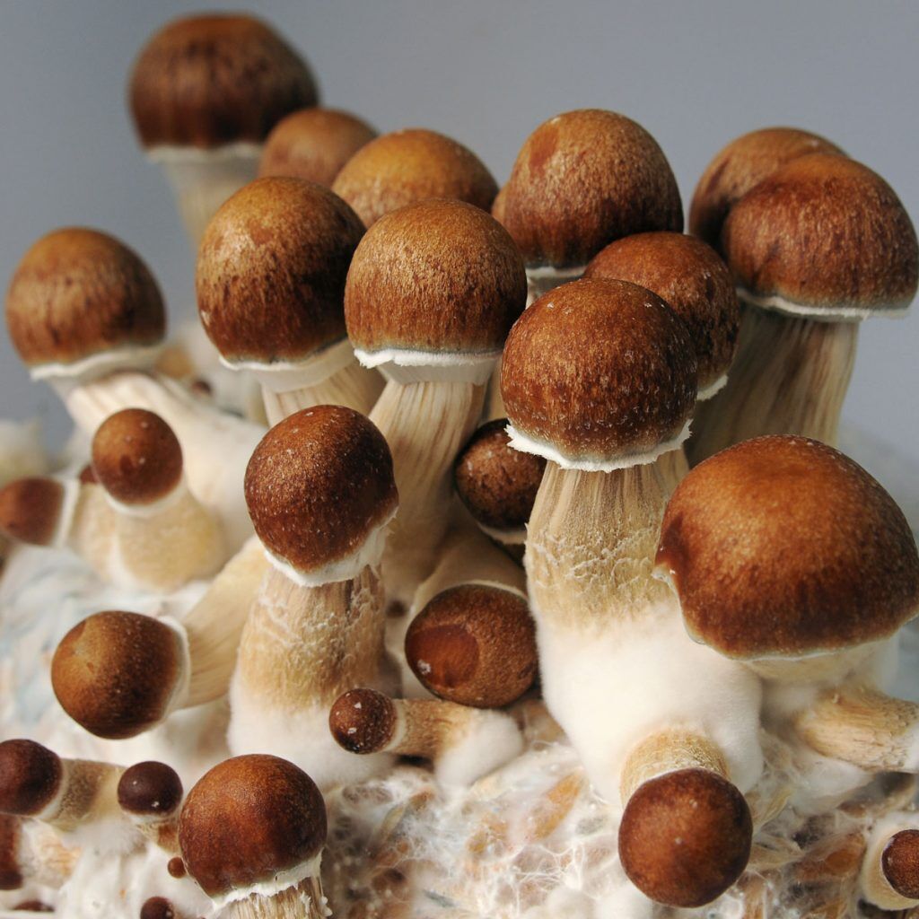 Golden Teacher Mushrooms 